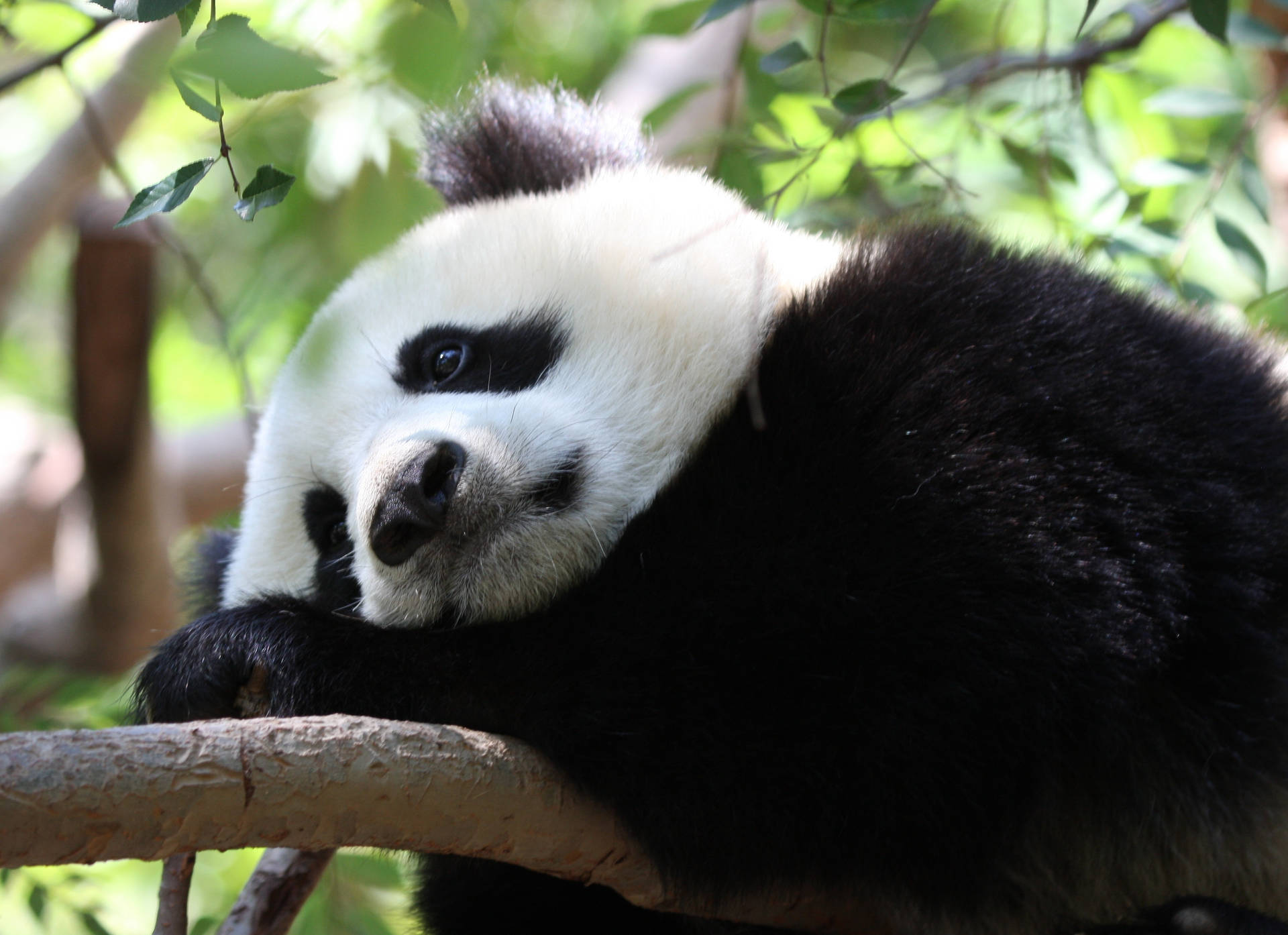 Close-up Sad Panda