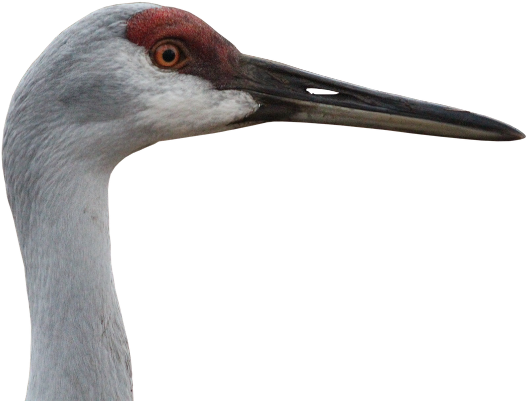 Close Up Sandhill Crane Head PNG