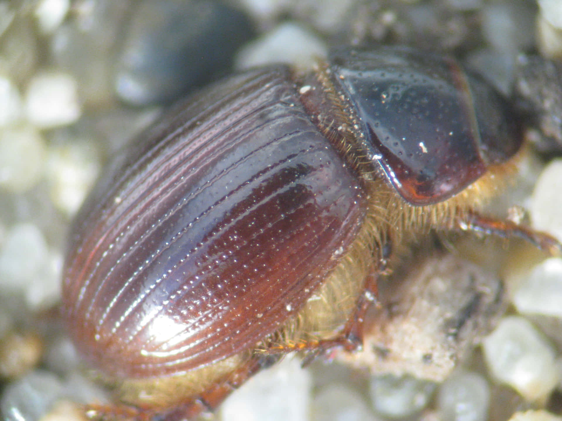 Close Up Scarab Beetle Wallpaper