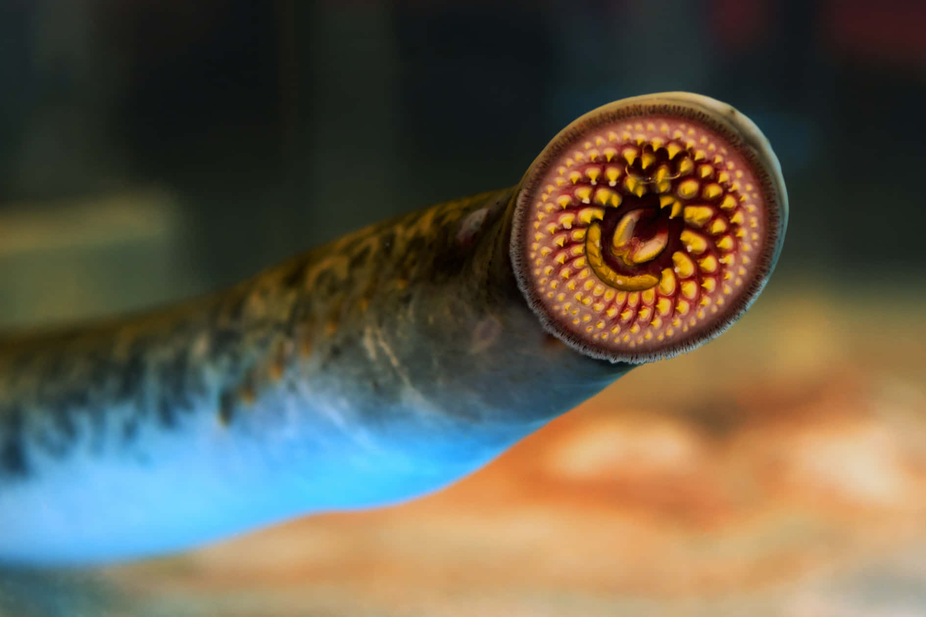 Close Up Sea Lamprey Mouth Wallpaper