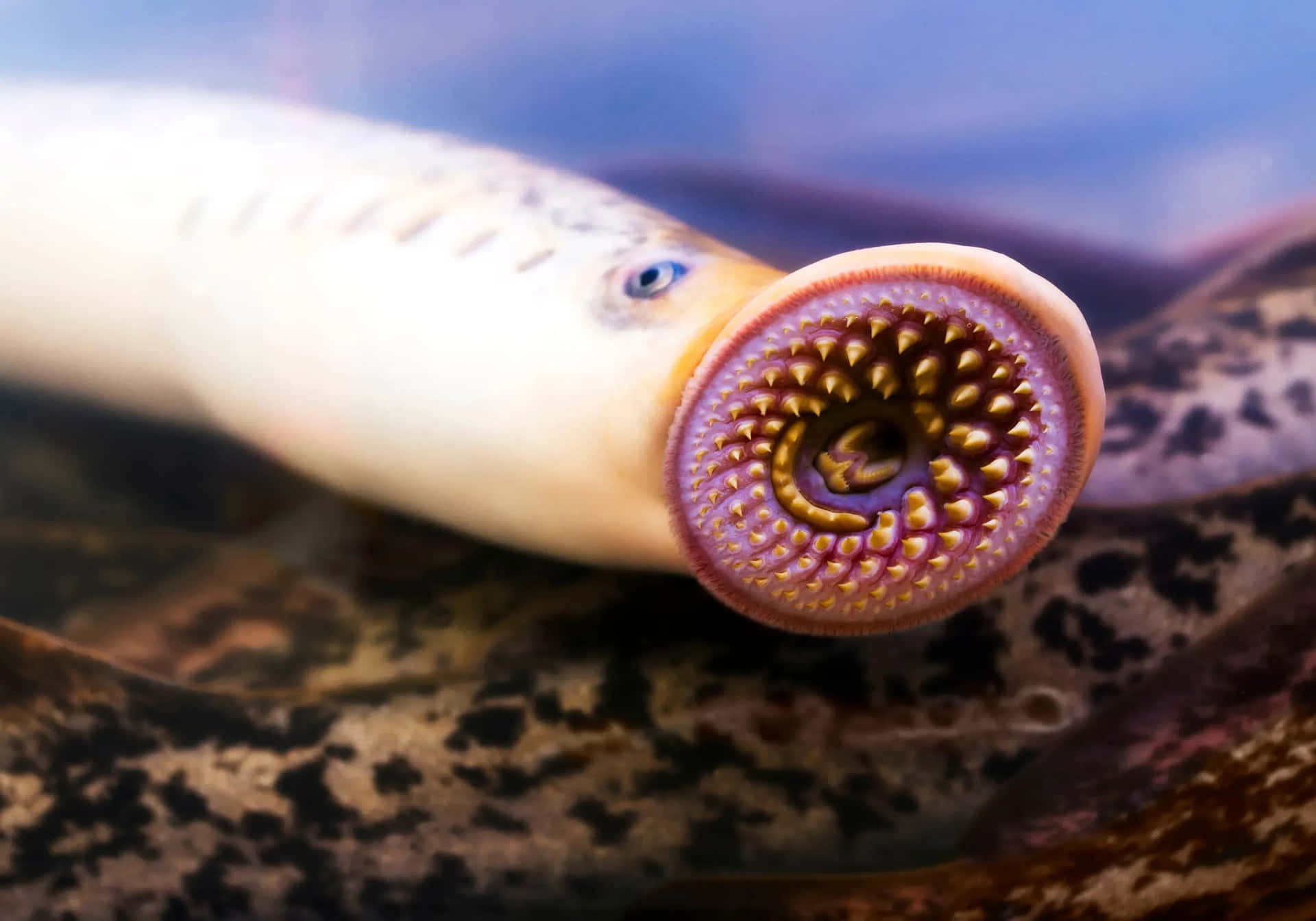 Close Up Sea Lamprey Mouth Wallpaper