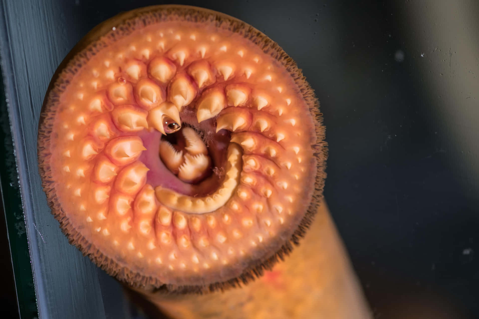 Close Up Sea Lamprey Mouth Wallpaper