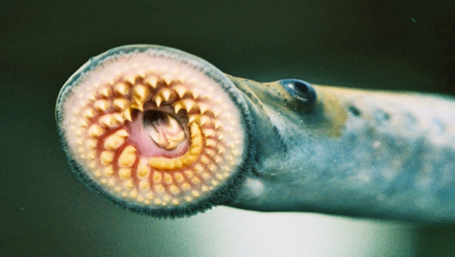 Close Up Sea Lamprey Mouth Wallpaper