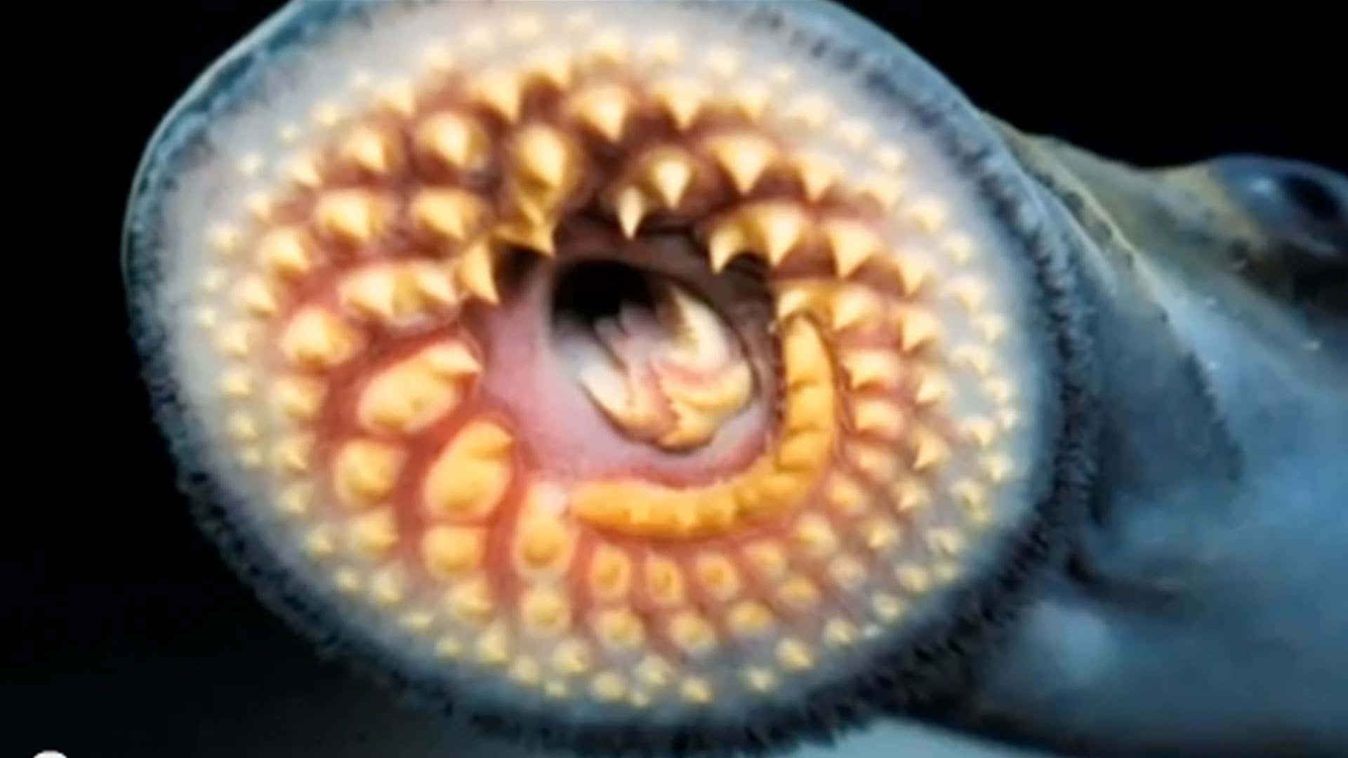 Close Up Sea Lamprey Mouth.jpg Wallpaper