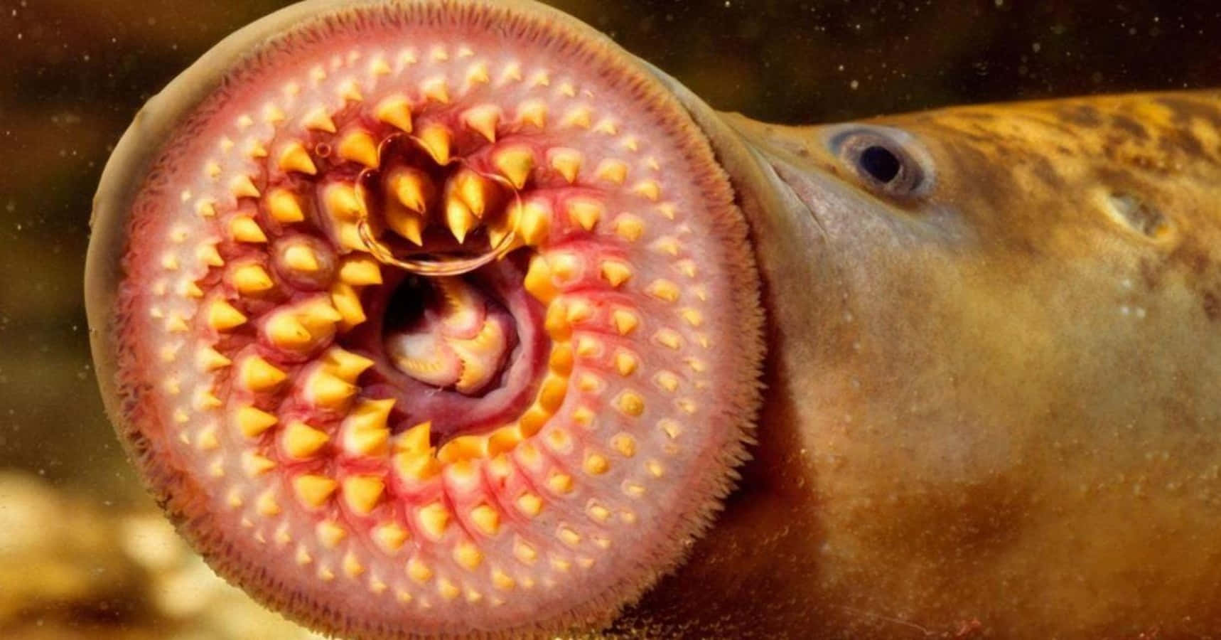 Close Up Sea Lamprey Mouth Wallpaper