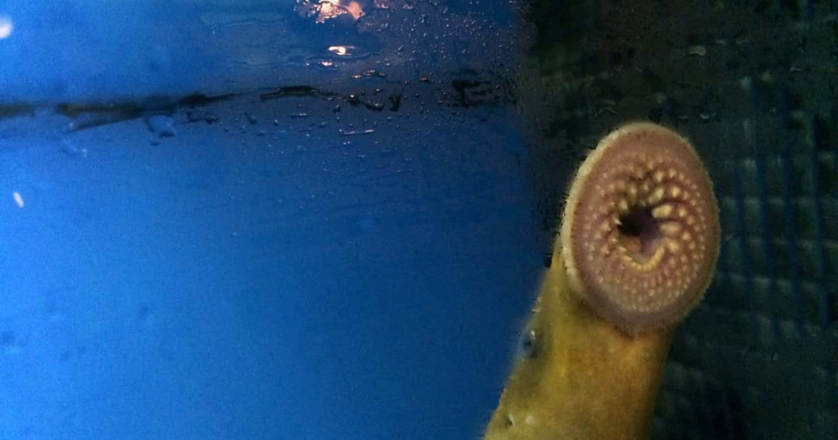 Close Up Sea Lamprey Mouth Wallpaper