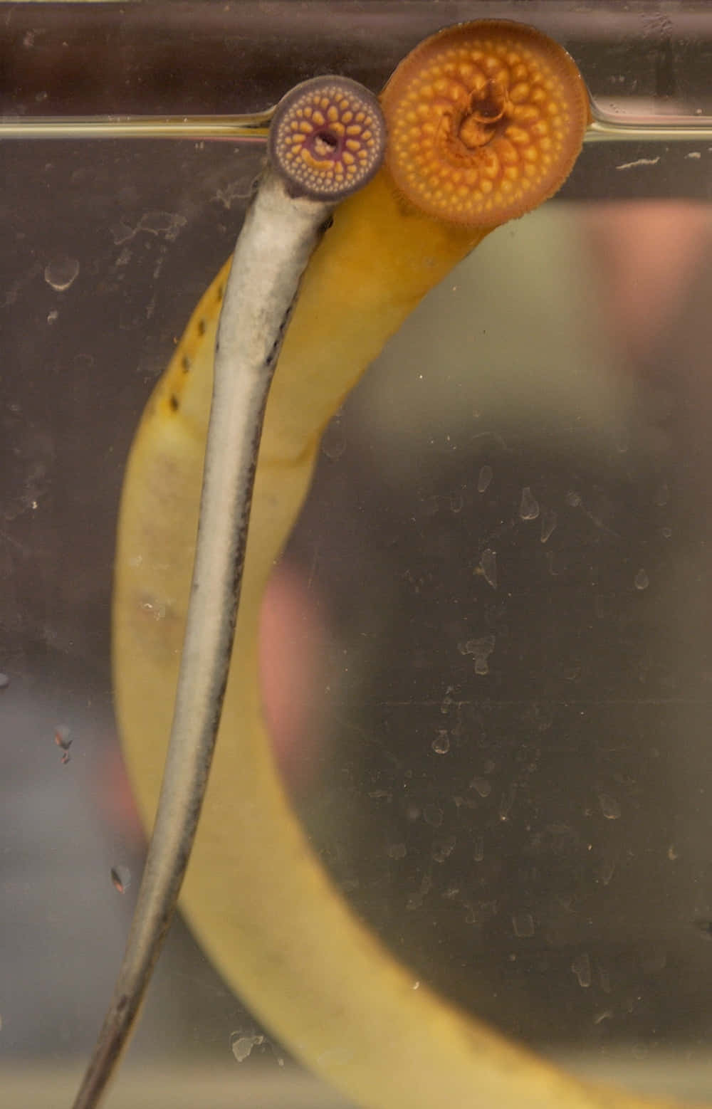 Close Up Sea Lamprey Suction Wallpaper