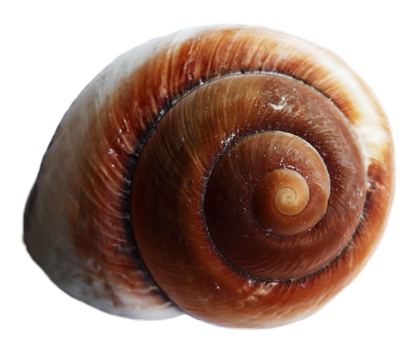 Close Up Sea Snail Shell PNG