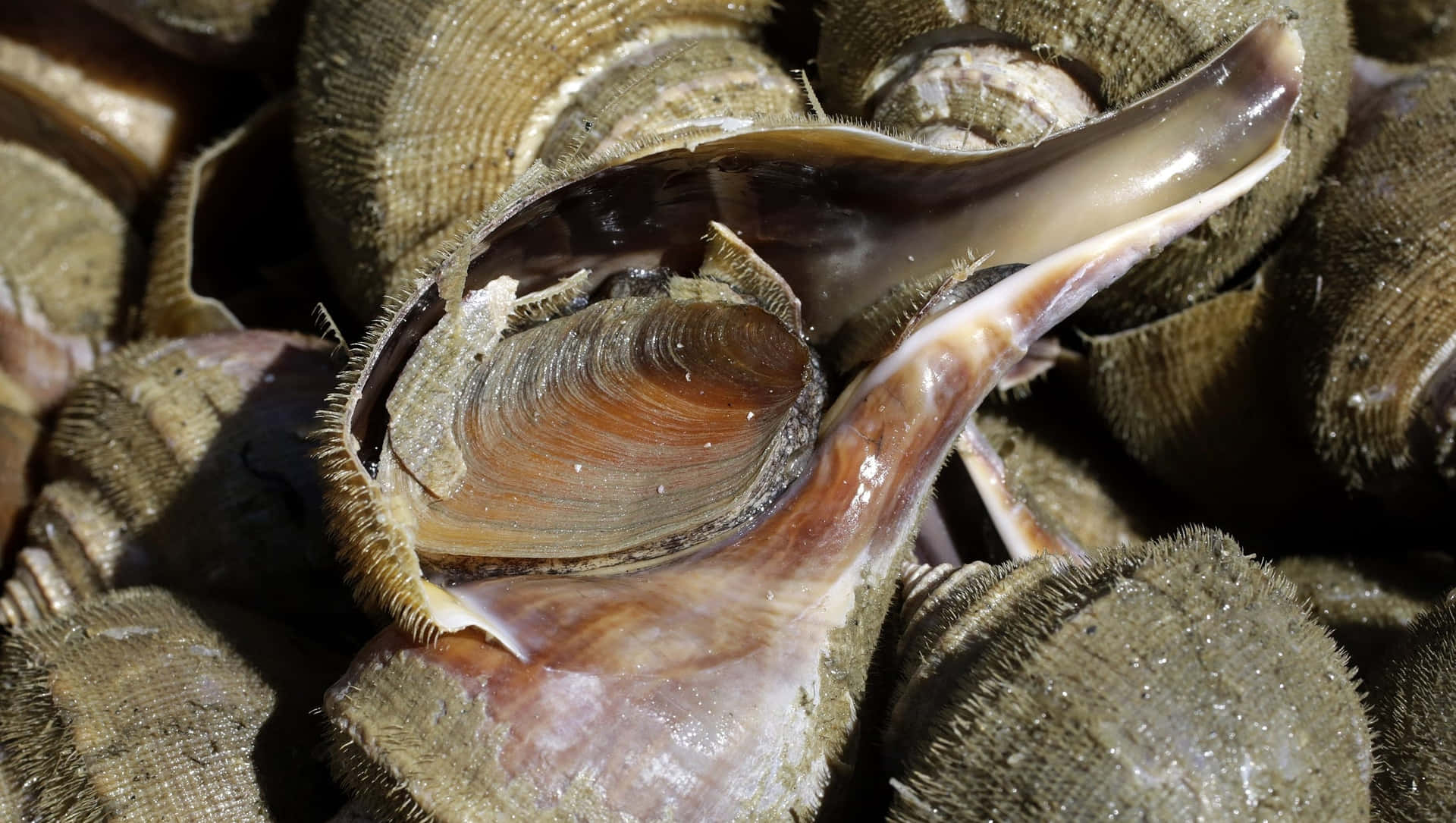 Close Up Sea Snail Shell Wallpaper