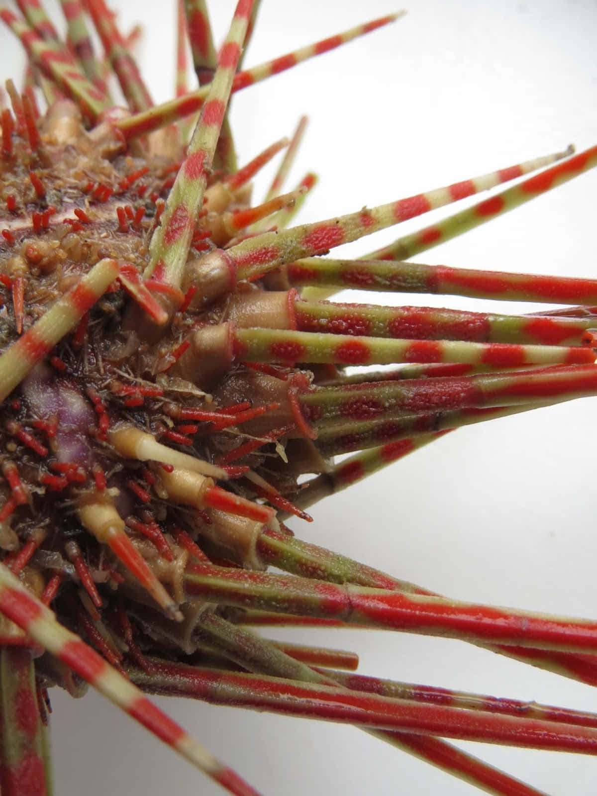 Close Up Sea Urchin Spines Wallpaper