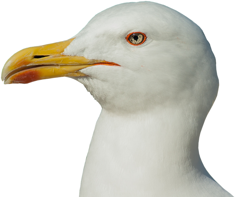 Close Up Seagull Portrait PNG