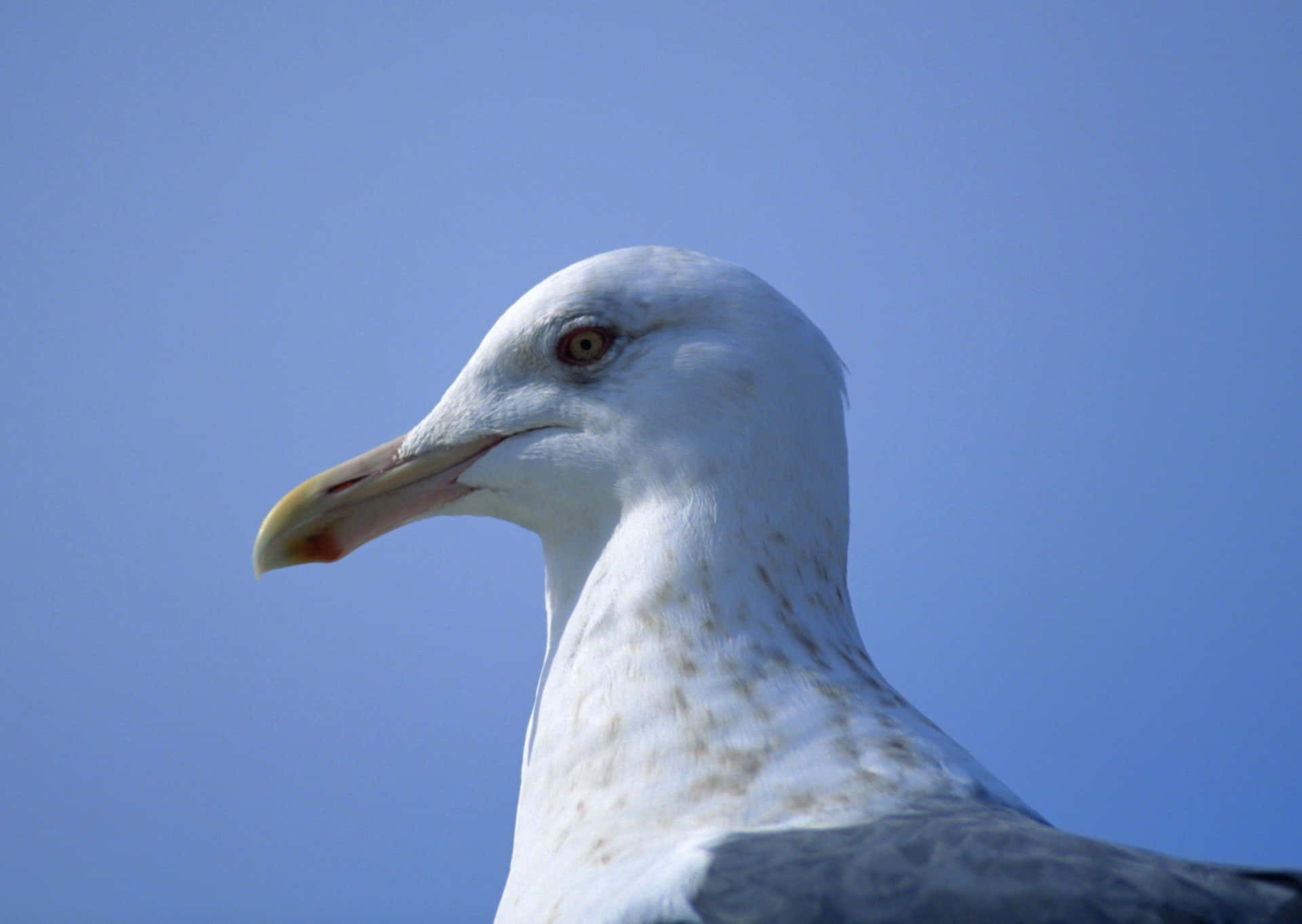 Close Up Seagull Profile Wallpaper