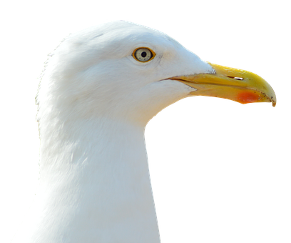 Close Up Seagull Profile PNG