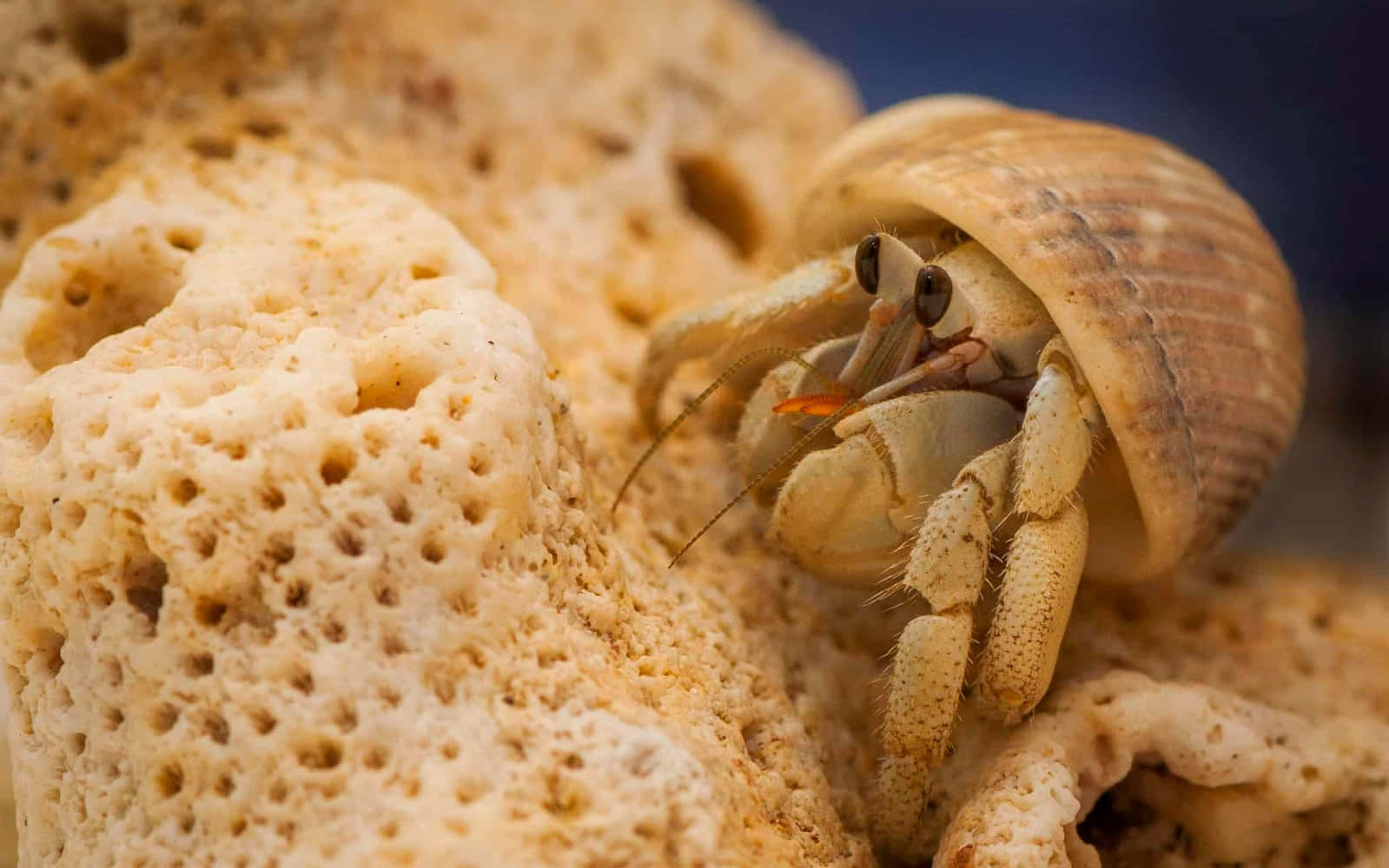 Close-up Shot Of Beautiful Hermit Crab On The Beach Wallpaper