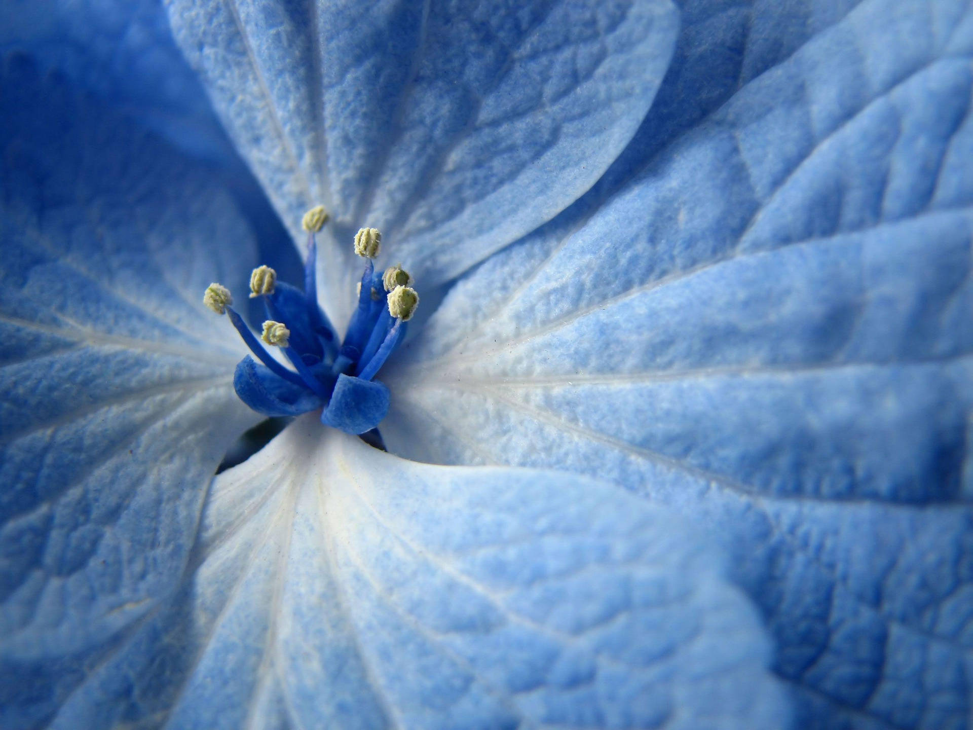 Close Up Shot Of Blue Flower Wallpaper