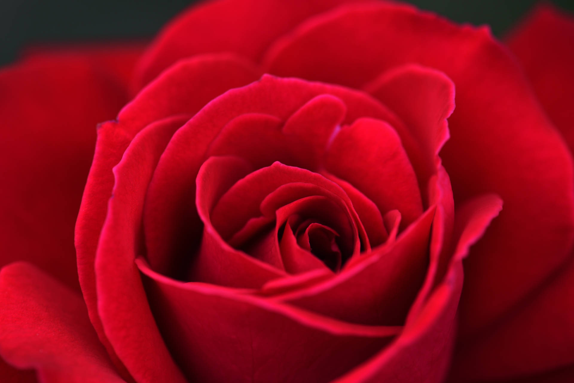 Fotode Perto De Uma Rosa Vermelho-escuro Para Papel De Parede De Computador Ou Celular. Papel de Parede