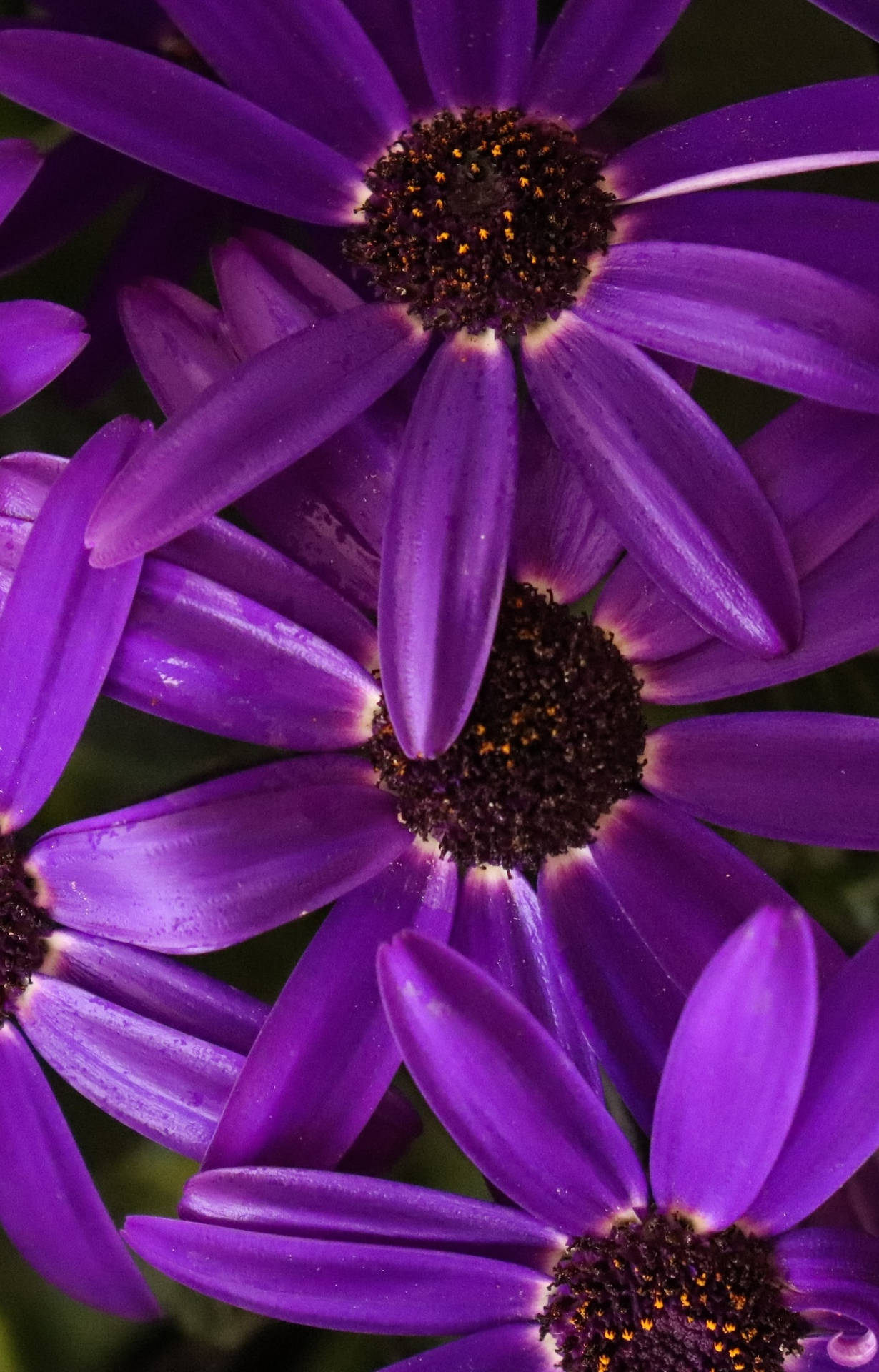 Close-up Shot Of Purple Coneflowers Wallpaper