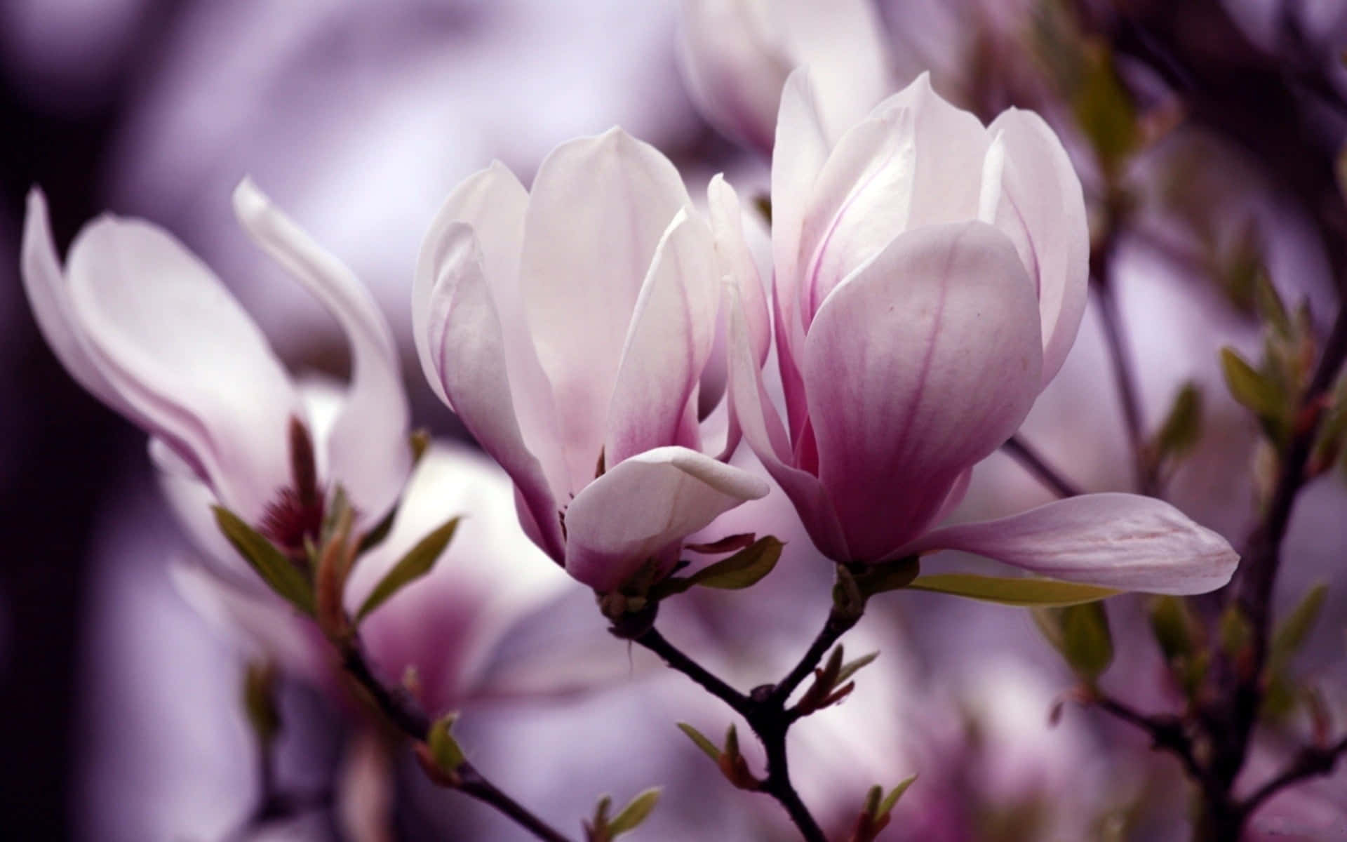 Planode Cerca De Una Flor De Magnolia Saucer. Fondo de pantalla