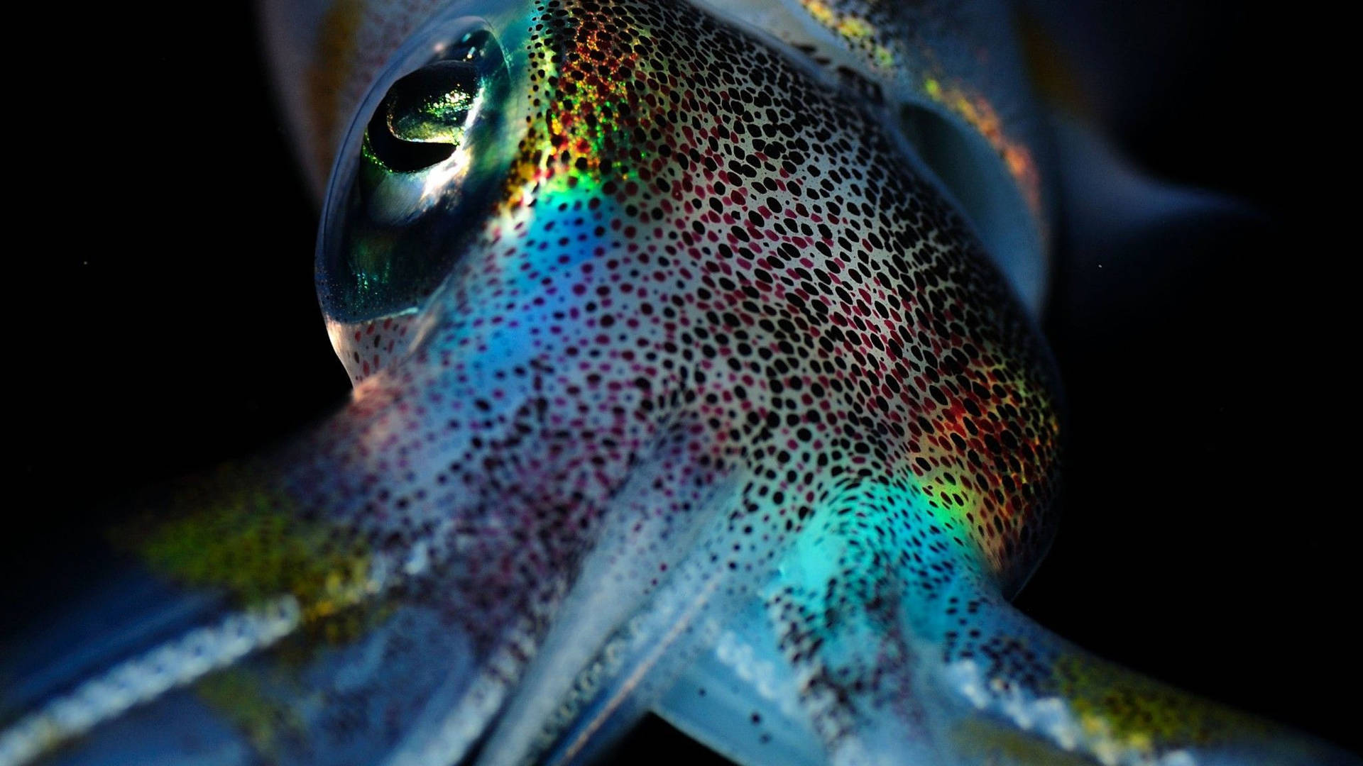Close Up Shot Of Southern Pygmy Calamari Wallpaper
