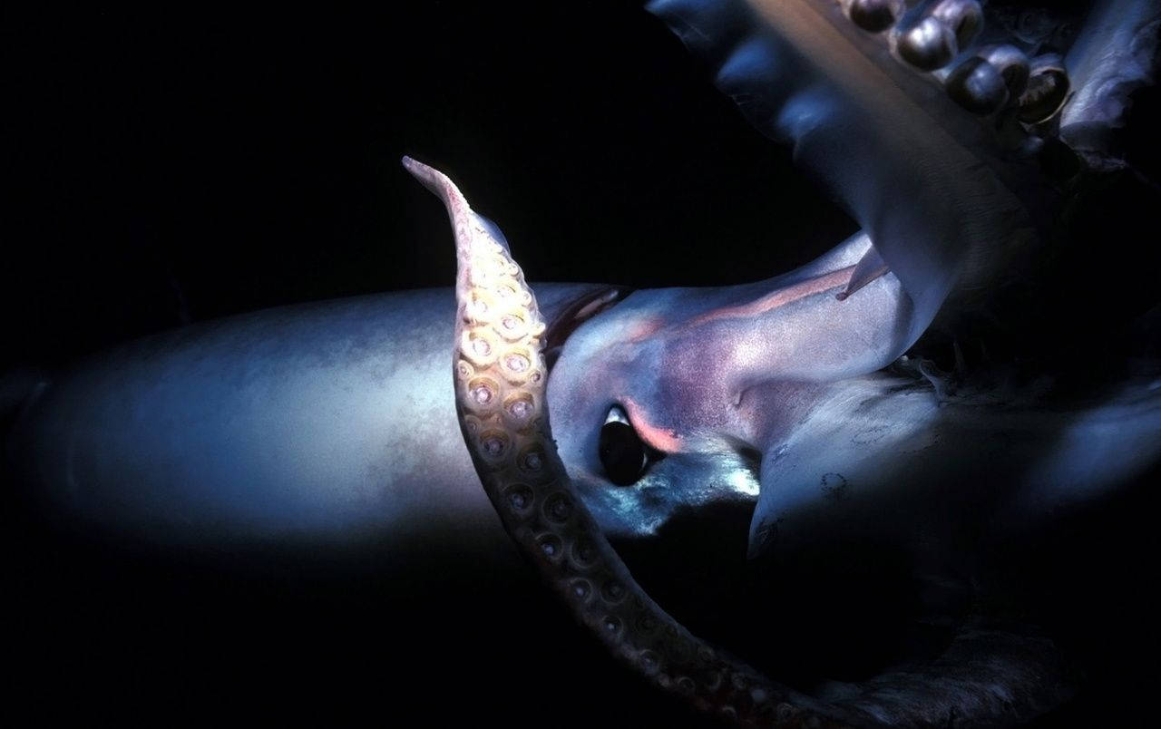 Close Up Shot Of White Calamari Picture