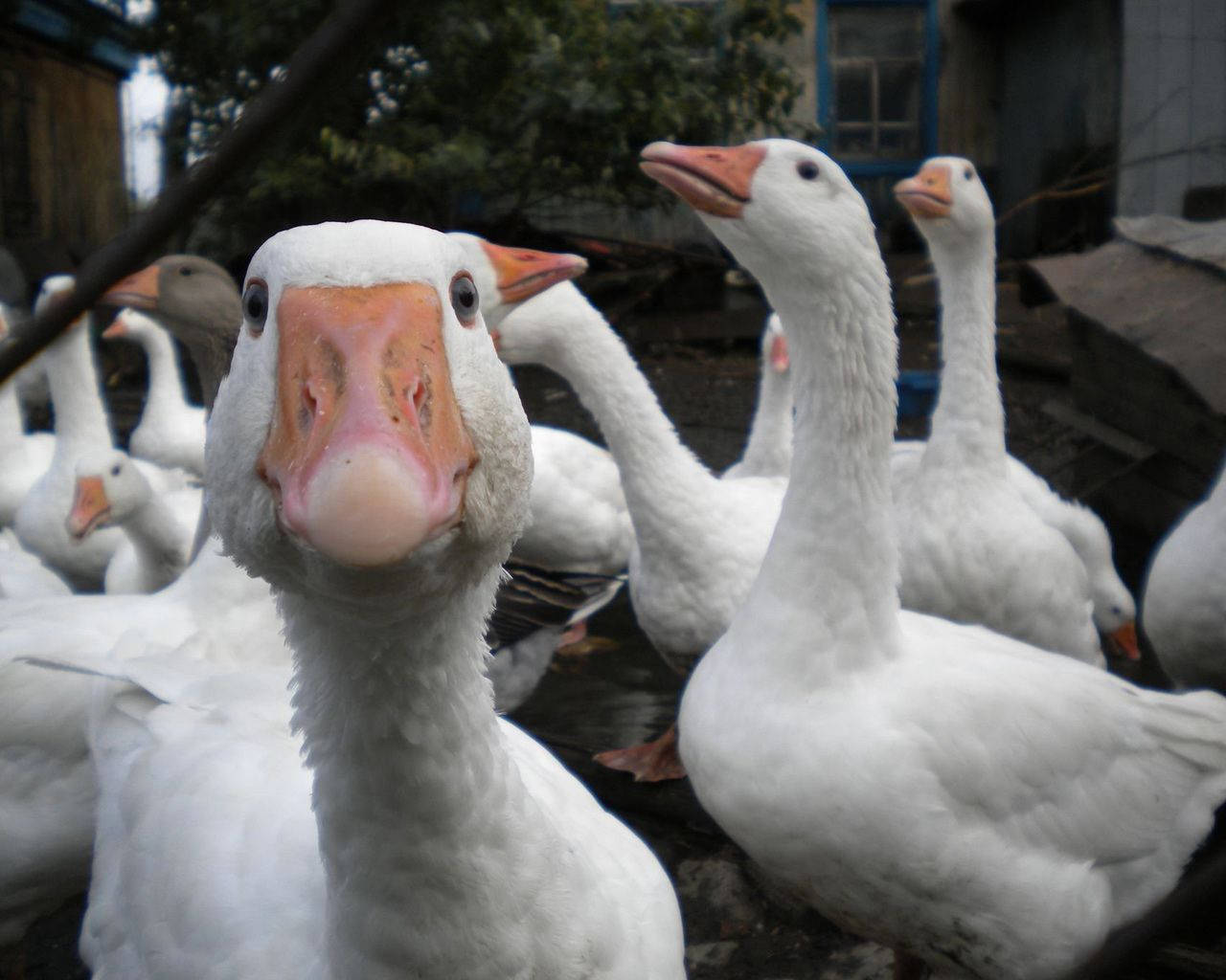 Close Up Shot Of White Geese Wallpaper