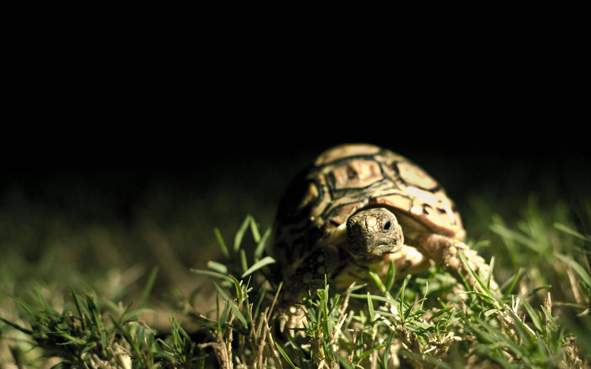 Close-Up Shot Tortoise Wallpaper
