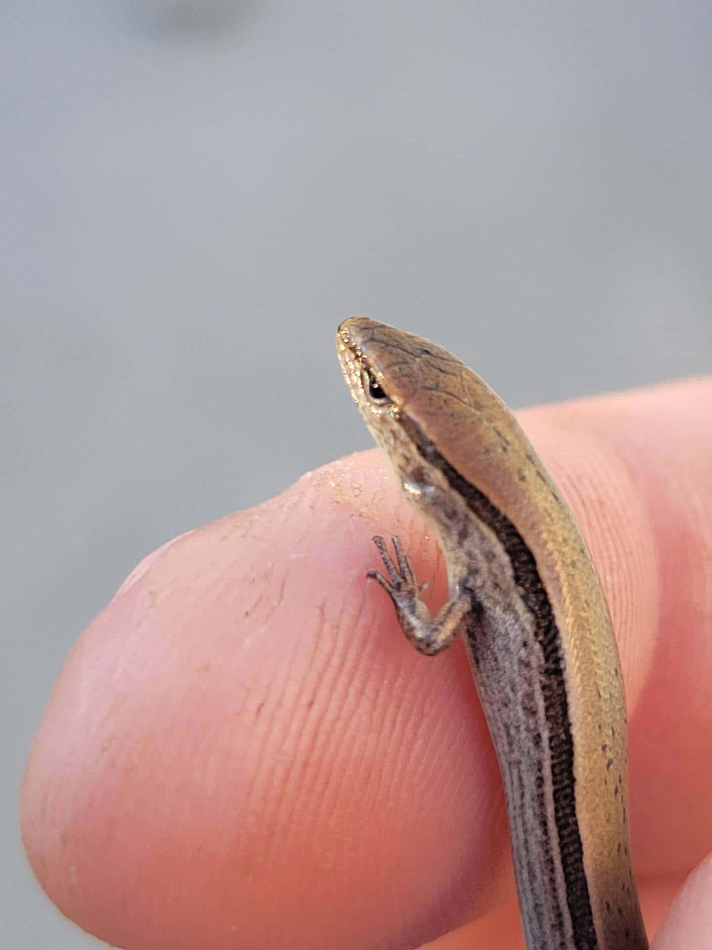 Close-up Skink Op Menselijke Vinger Achtergrond