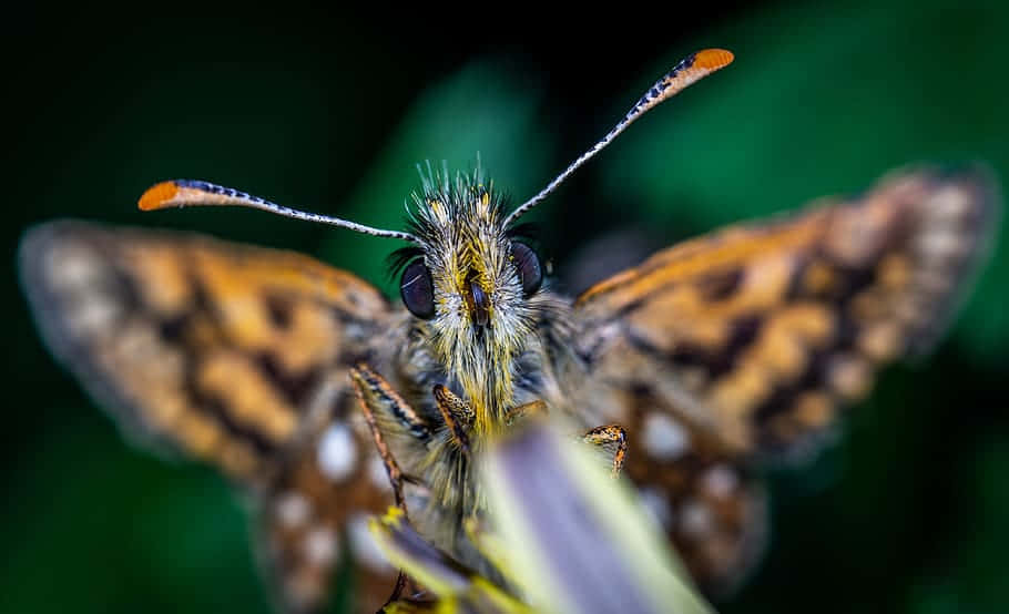 Close Up Skipper Butterfly Wallpaper