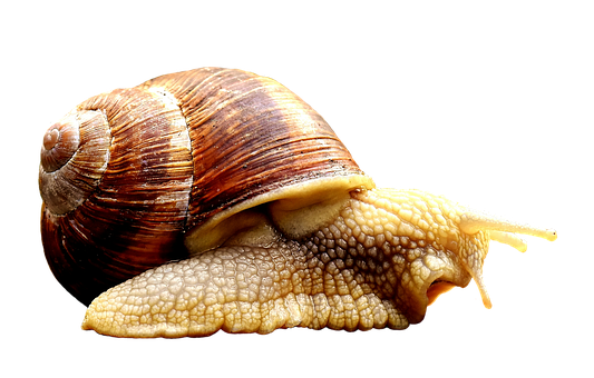 Close Up Snail Black Background PNG