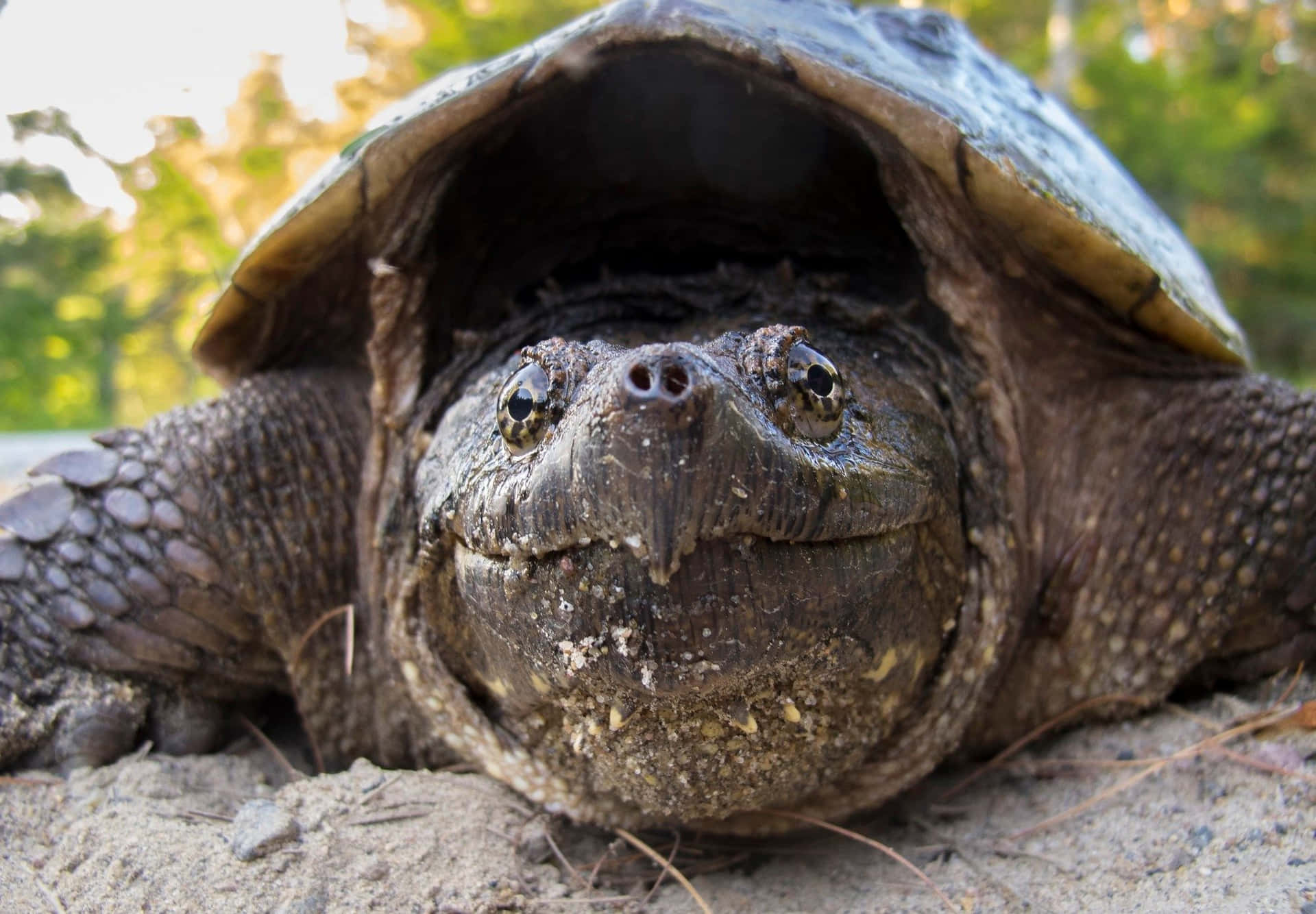 Close Up Snapping Turtle Wallpaper