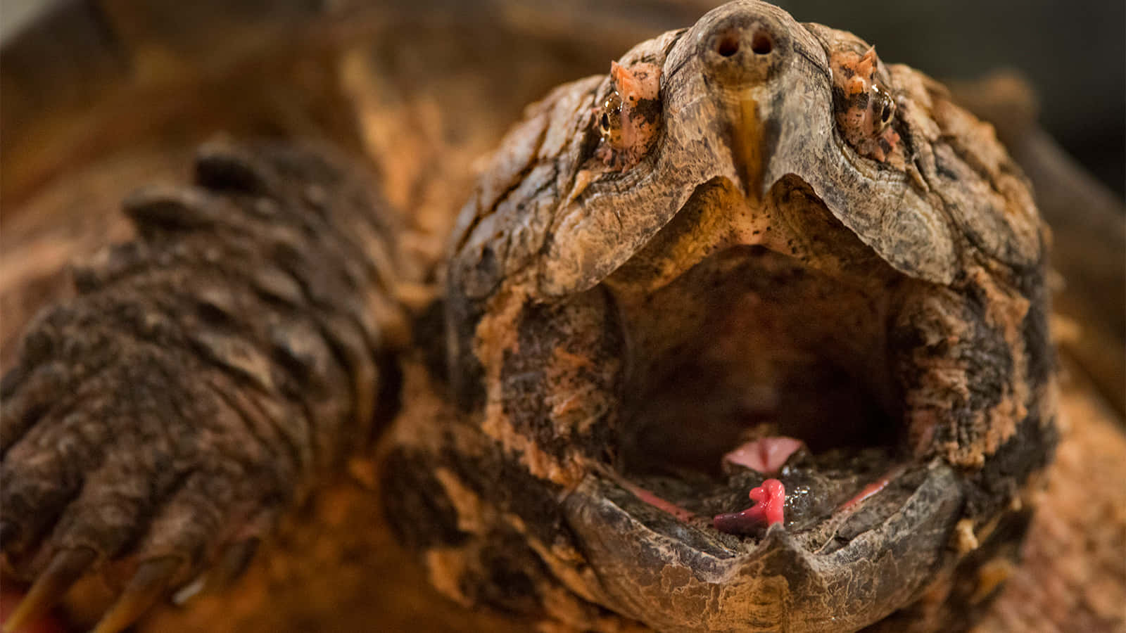 Close Up Snapping Turtle Wallpaper