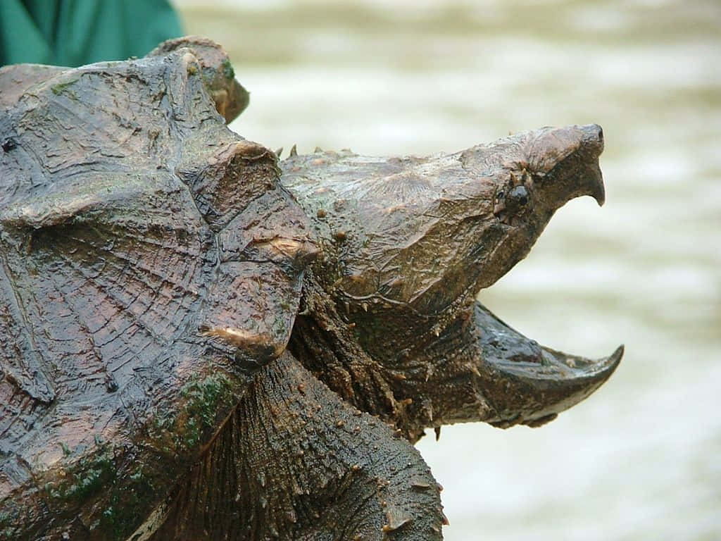 Close Up Snapping Turtle Shelland Head Wallpaper