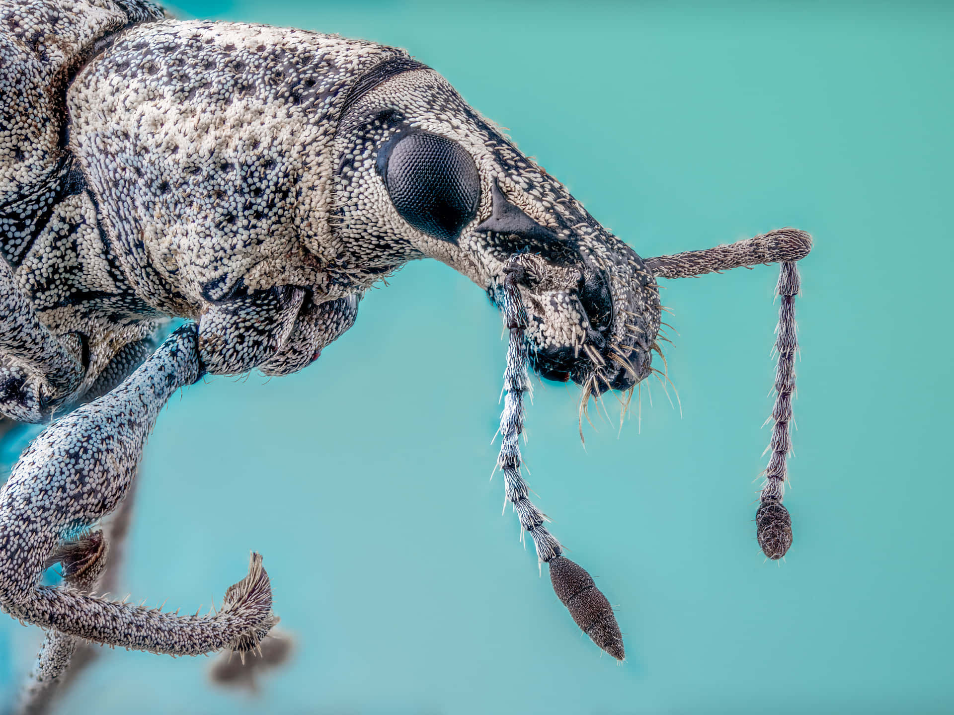 Close Up Snout Beetle Portrait Wallpaper