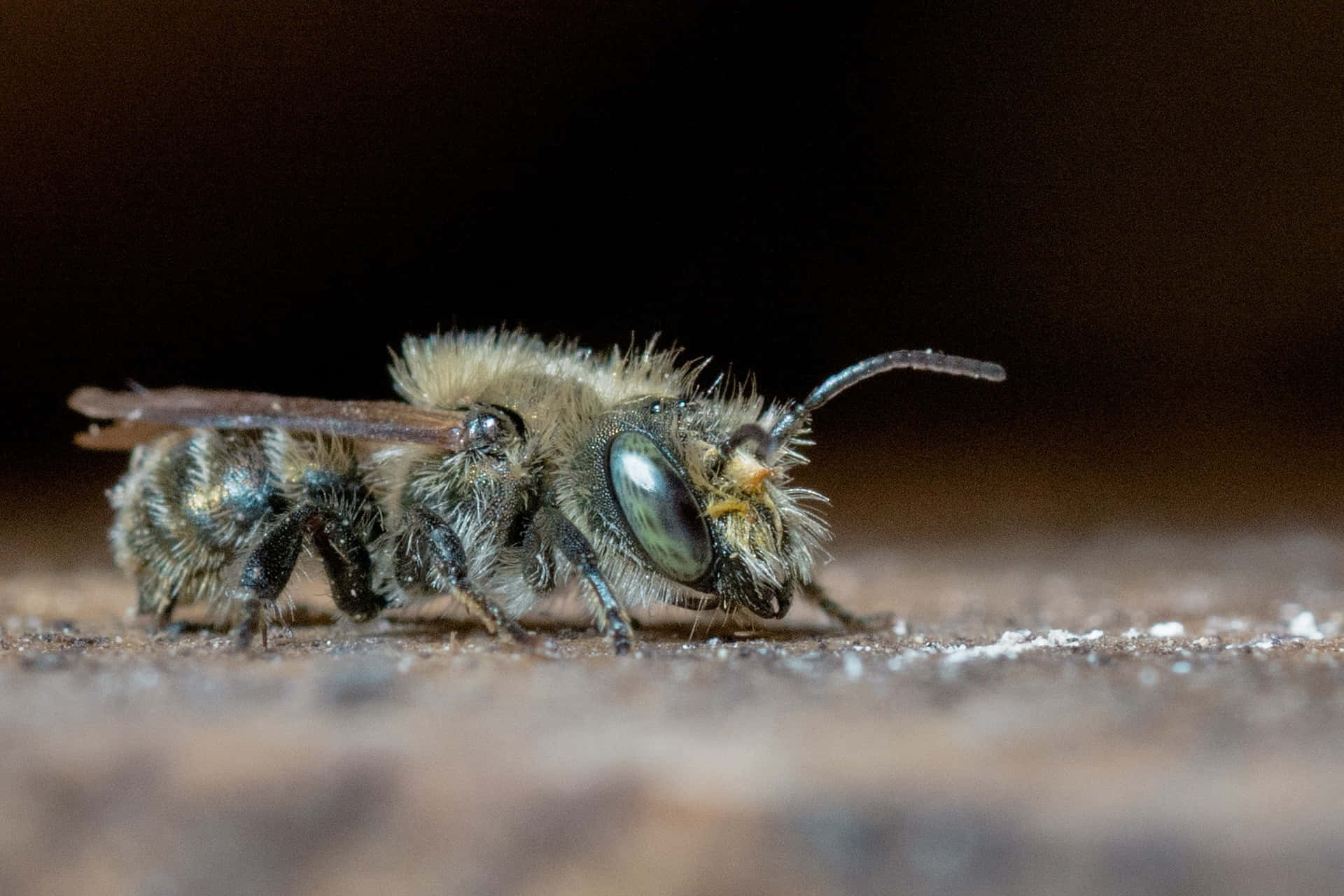 Close Up Solitary Bee Wallpaper