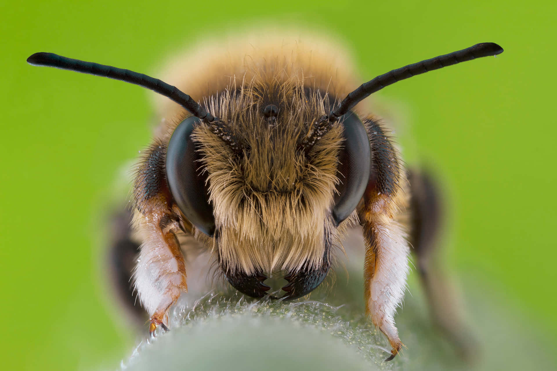 Close Up Solitary Bee Green Background Wallpaper
