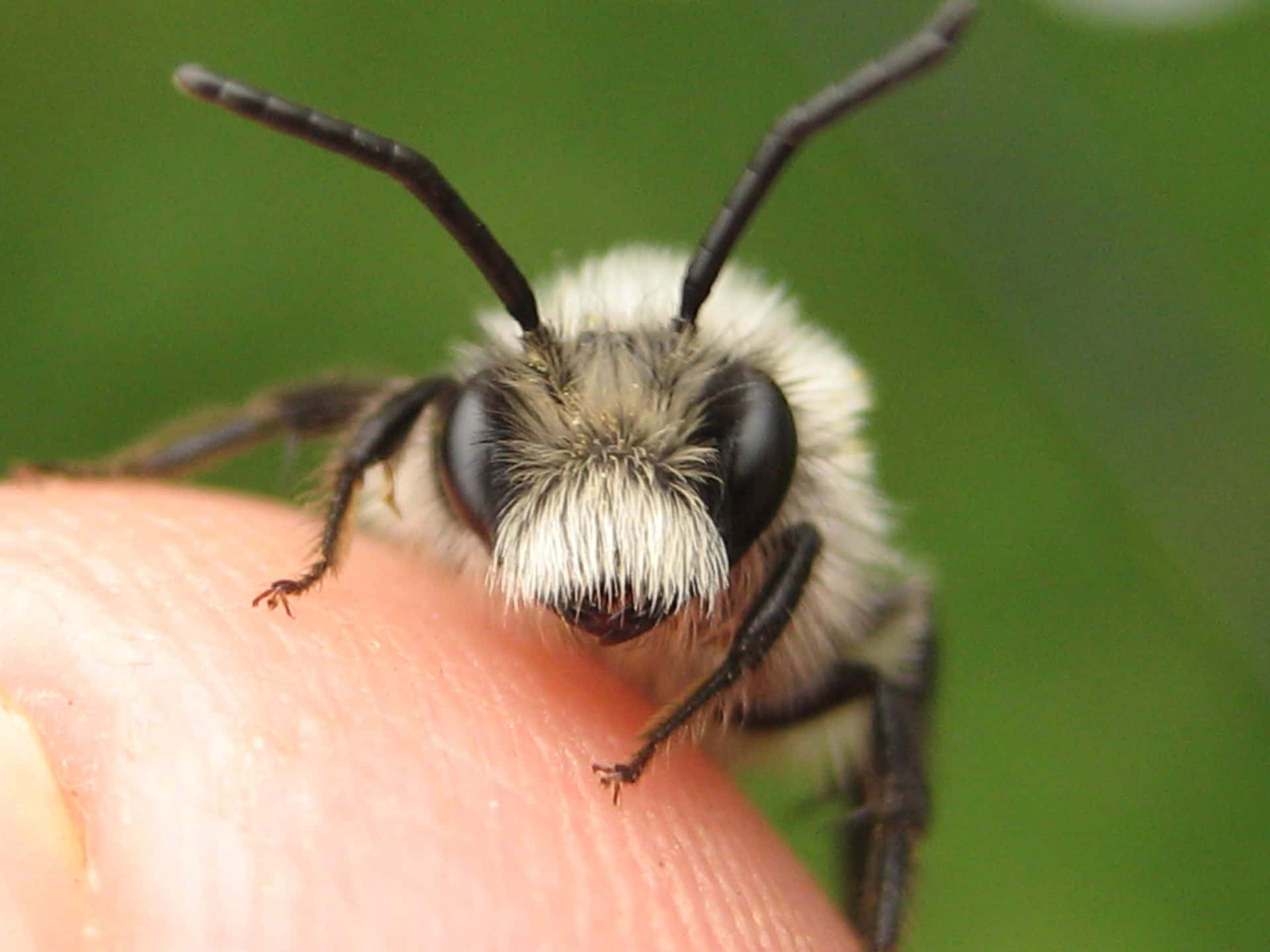 Close Up Solitary Beeon Finger Wallpaper