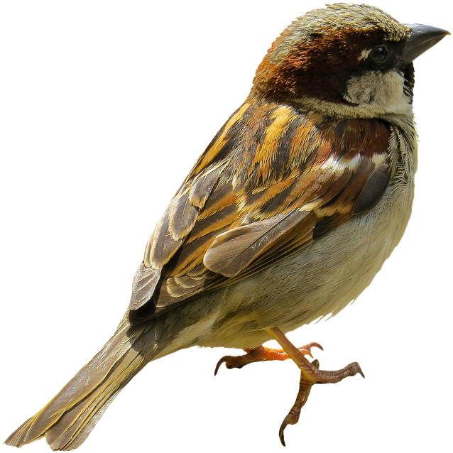 Close Up Sparrow Isolated PNG
