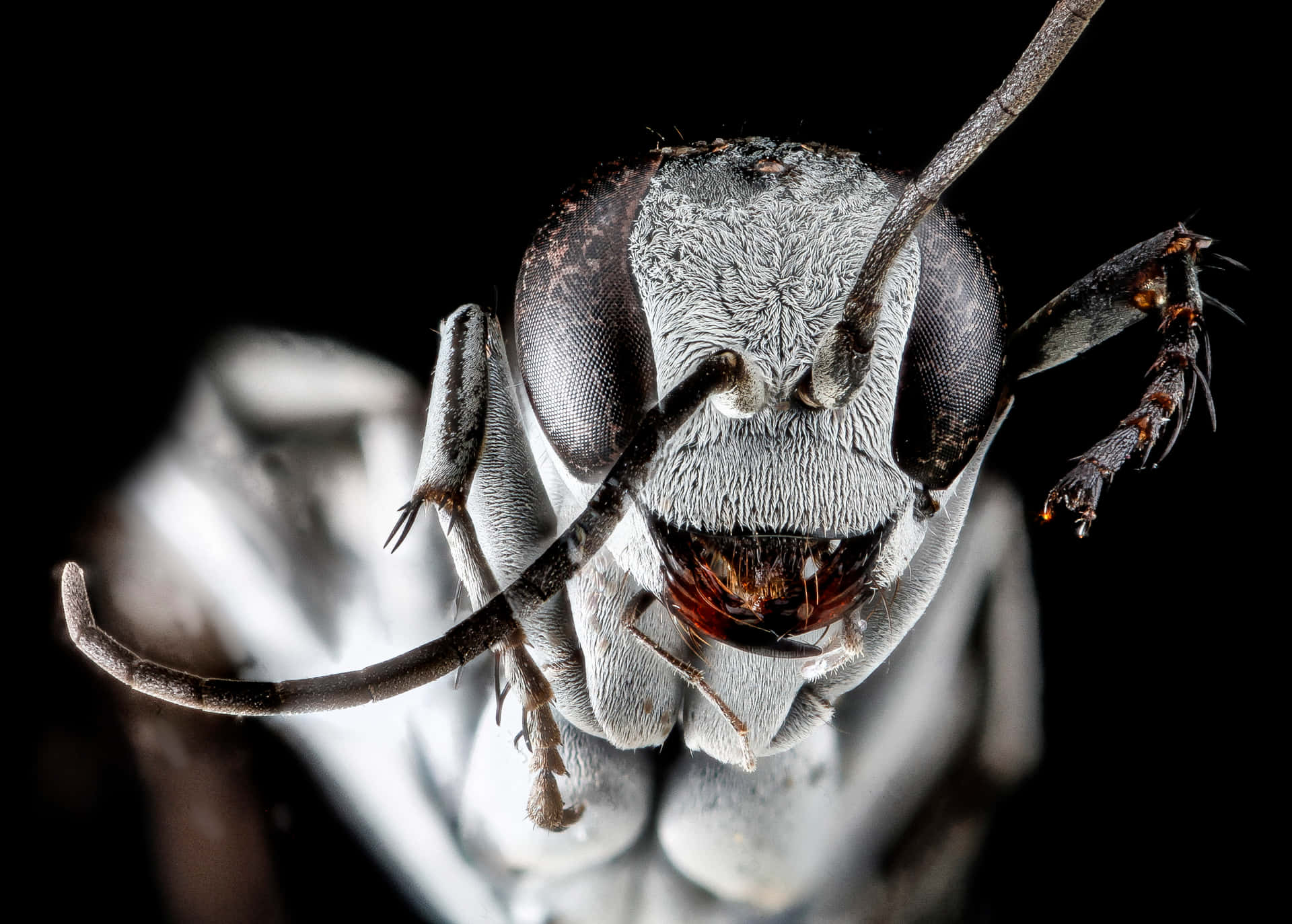 Close Up Spider Wasp Face Wallpaper
