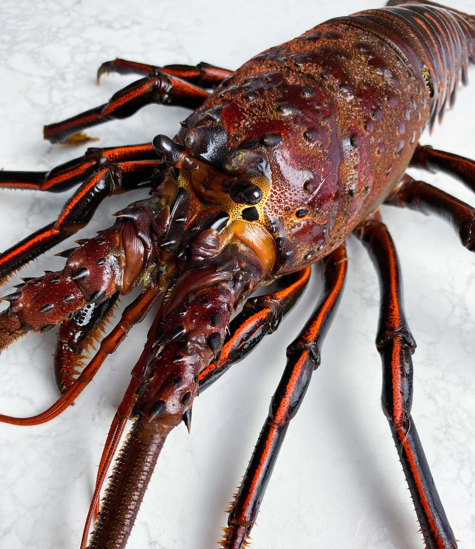 Close Up Spiny Lobster Marble Background Wallpaper