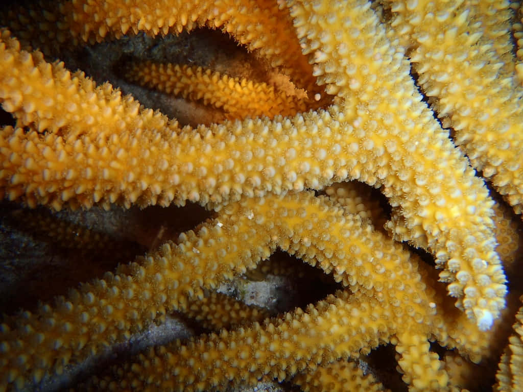Close Up Staghorn Coral Texture Wallpaper