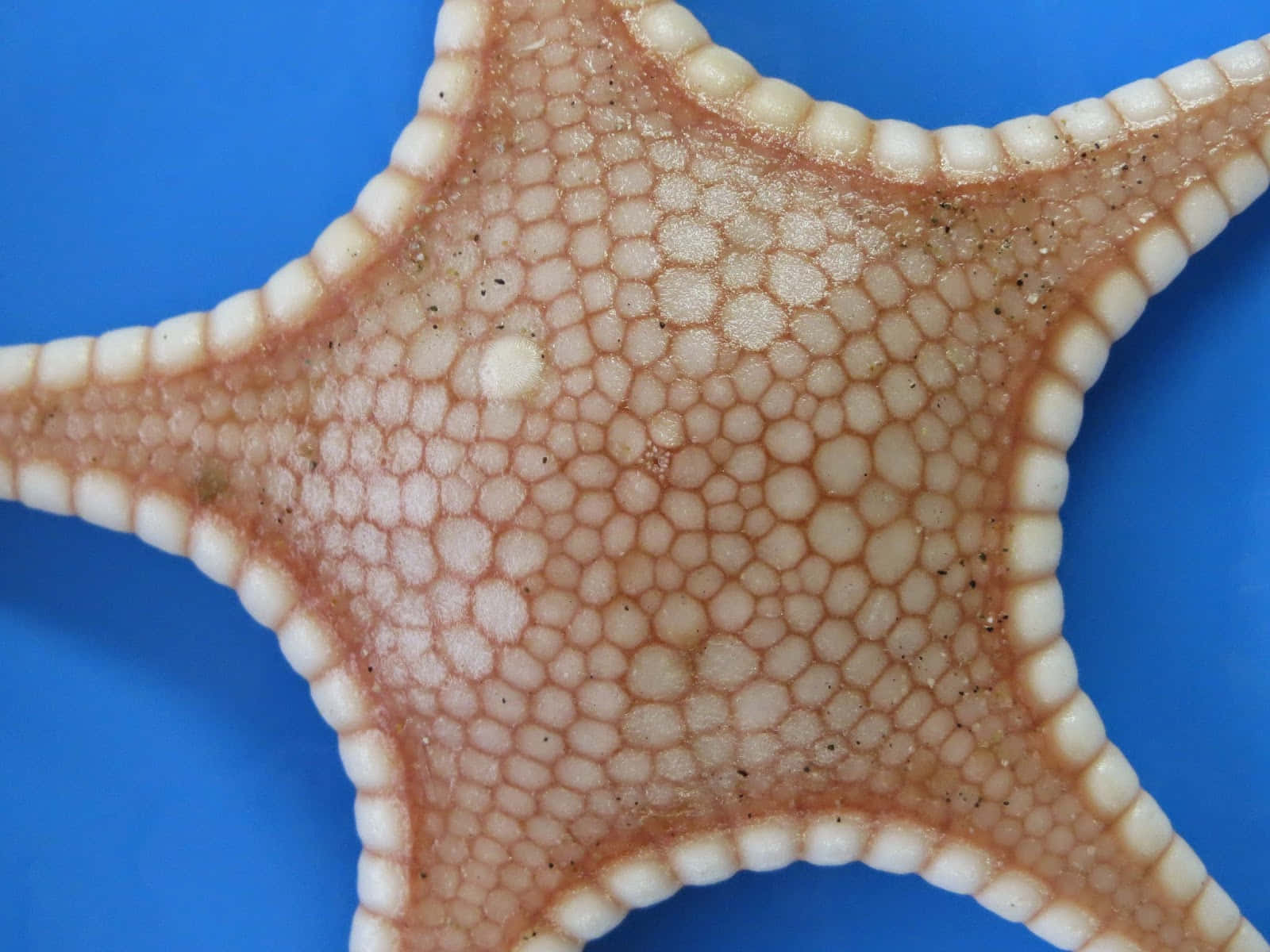 Close Up Starfish Texture Wallpaper