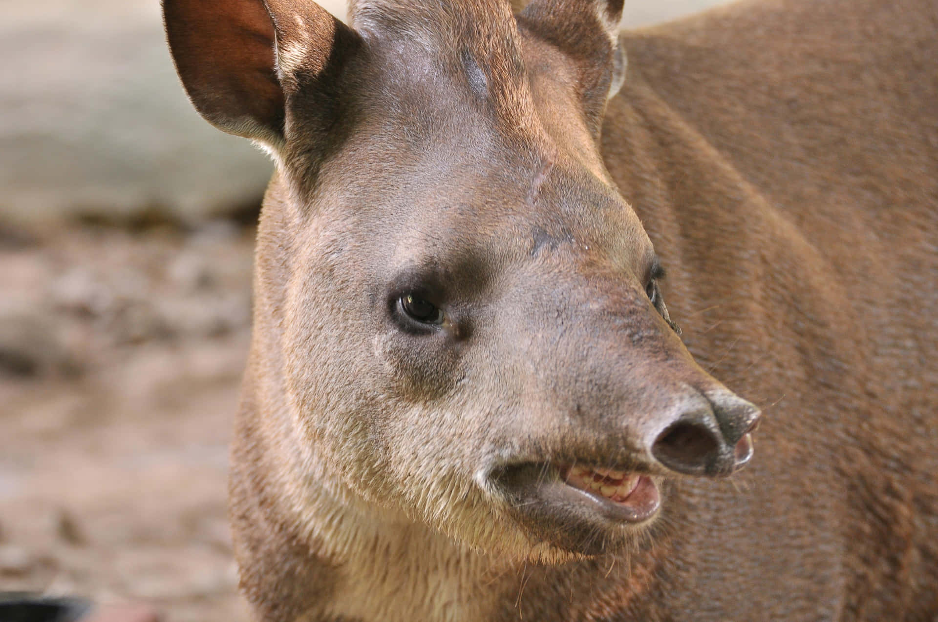 Close Up Tapir Portrait Wallpaper