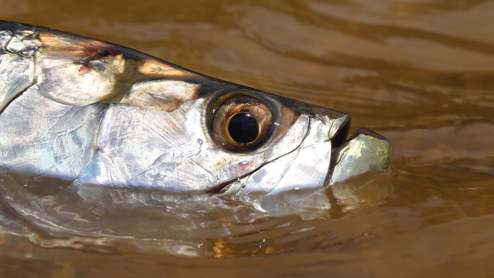 Close Up Tarpon Fish In Water.jpg Wallpaper