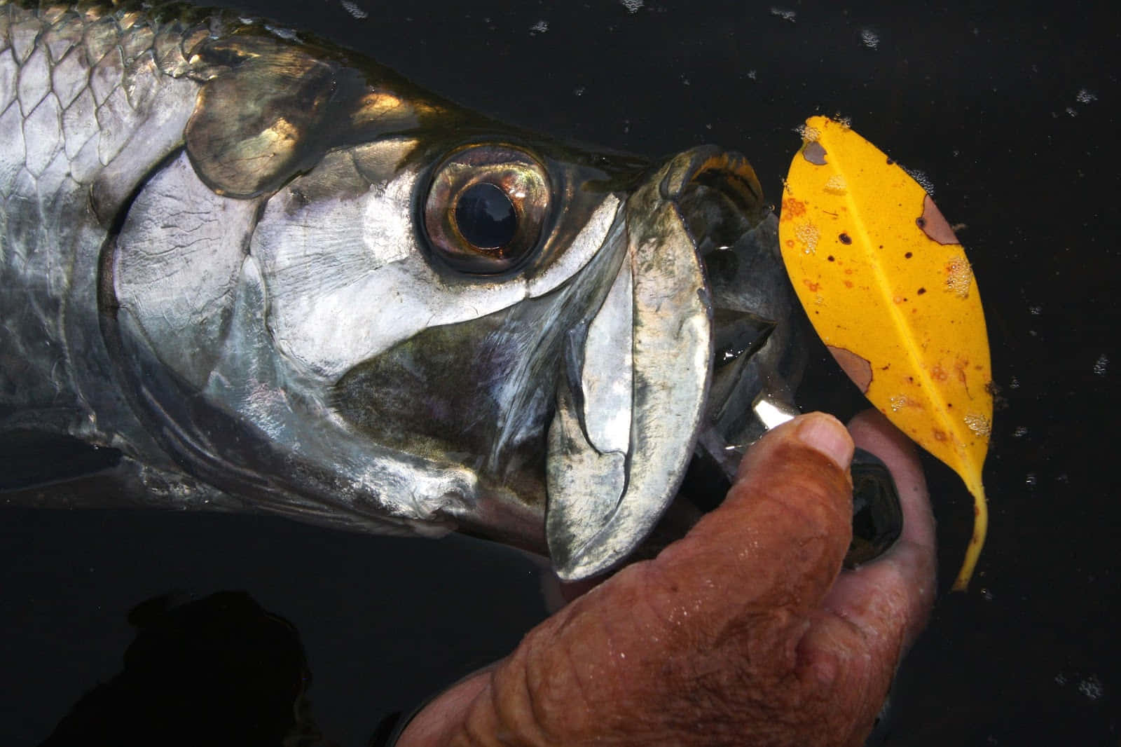 Close Up Tarpon With Yellow Leaf Wallpaper