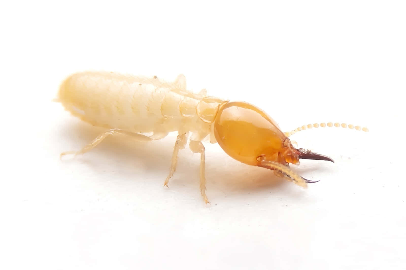 Gros Plan Termite Fond Blanc Fond d'écran