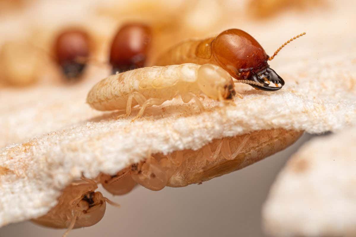 Close Up Termite Worker Wallpaper