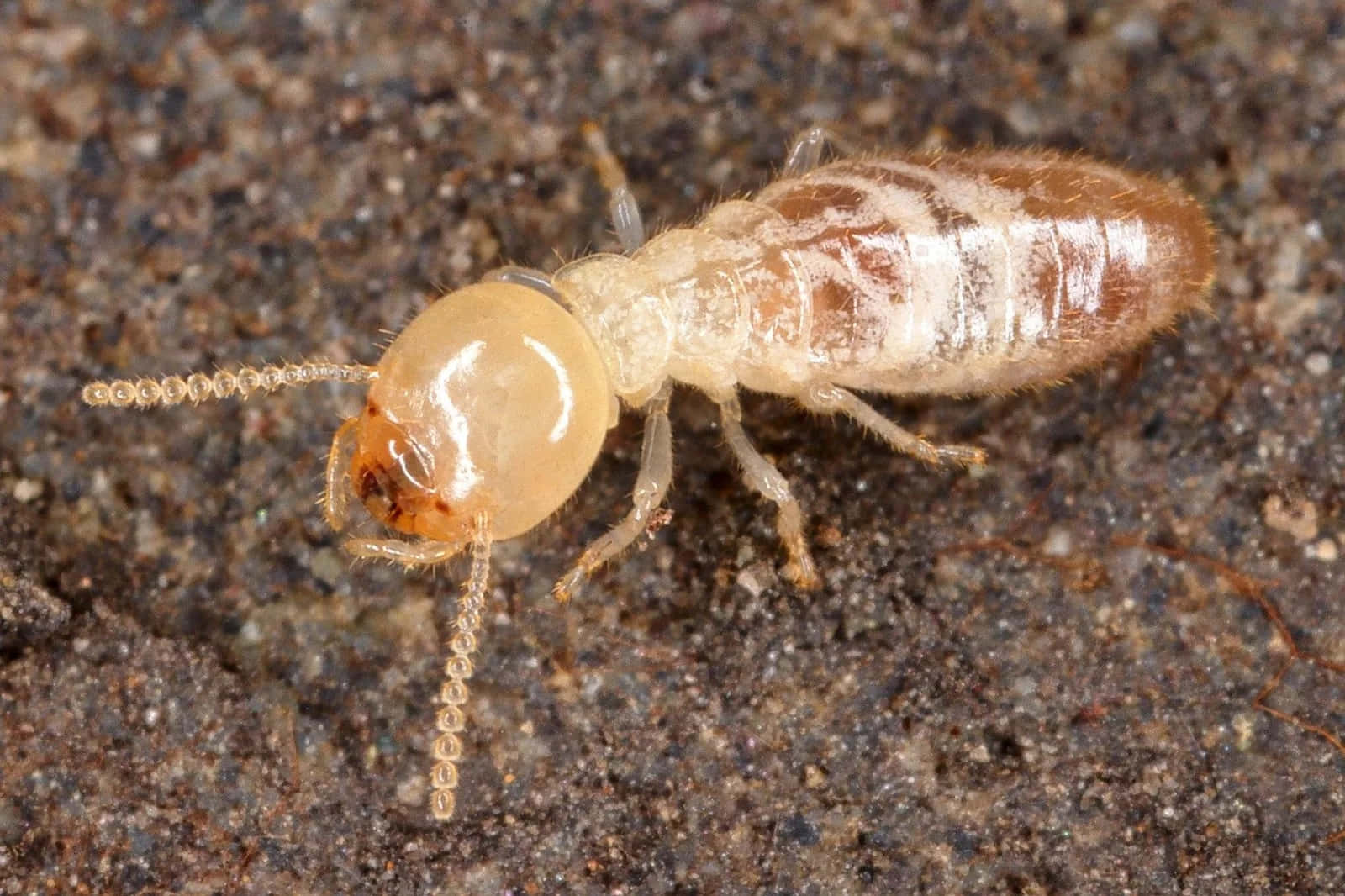 Close Up Termiteon Ground.jpg Wallpaper