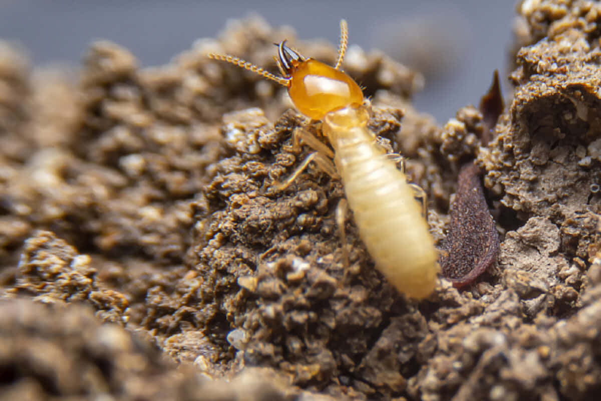 Close Up Termiteon Wood Wallpaper