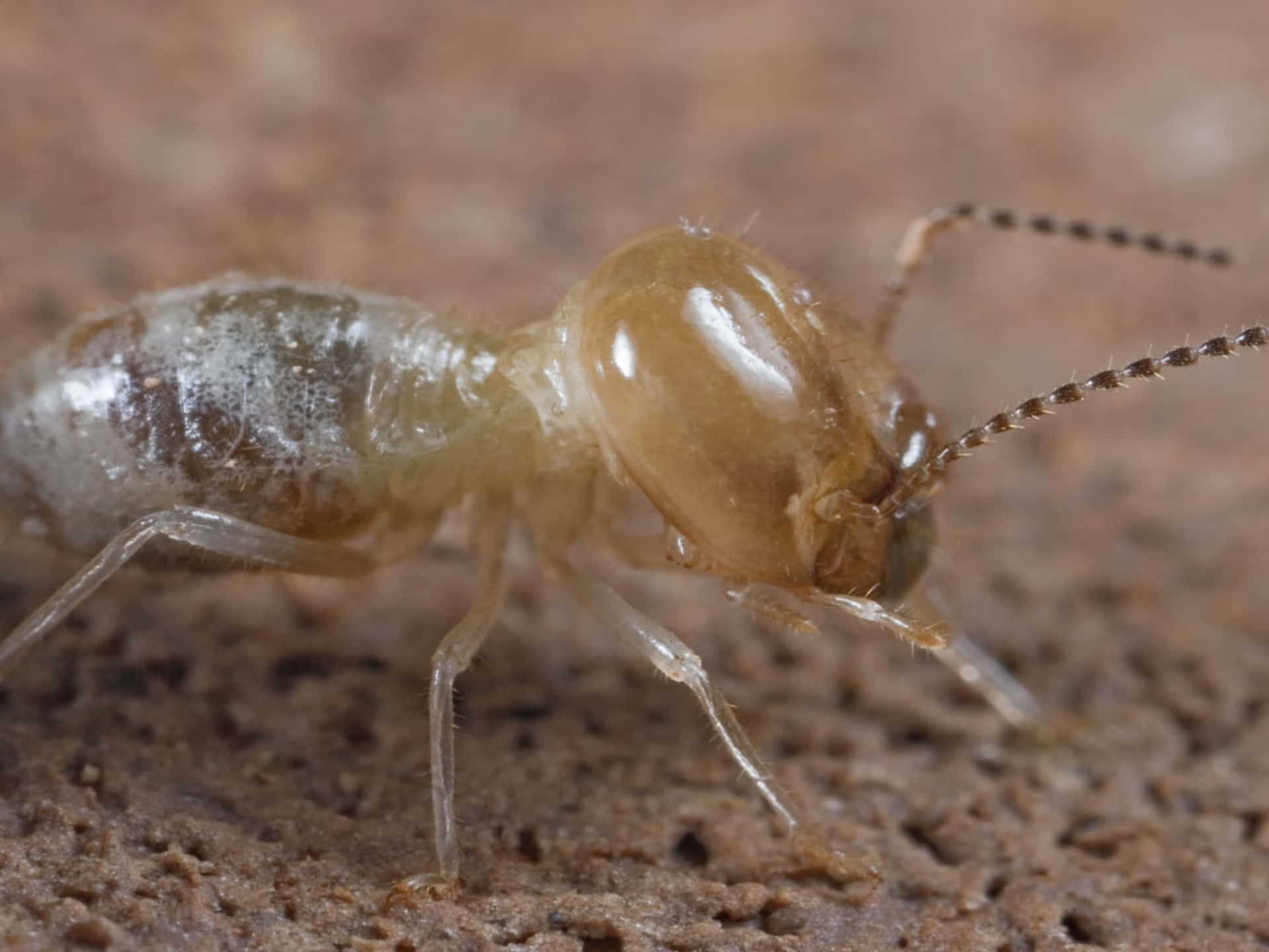 Close Up Termiteon Wood Wallpaper