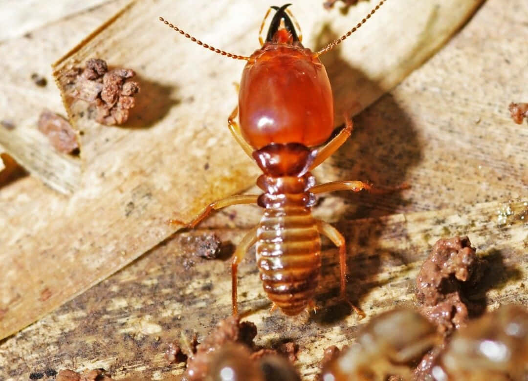 Close Up Termiteon Wood Wallpaper